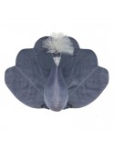Peacock Velvet - Grey